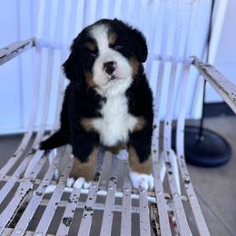 Merida - Black rust and white female Bernese Mountain Dog puppy in Enterprise, Utah from High Desert Bernese