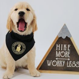 Golden Retriever puppies from Golden Meadows of Utah