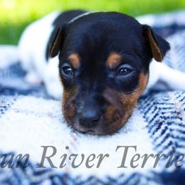 Black Tri 1 - Black white and tan male Rat Terrier puppy in Allegan, Michigan from Gun River Terriers