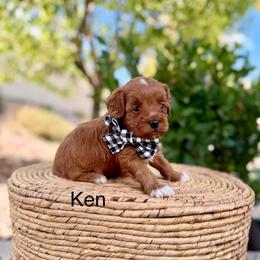 Ken - Red  male Goldendoodle puppy in Springville, Utah from JW Doodles