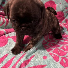 Mona - Brindle female Pug puppy in South Carolina from Pugs From the Corner