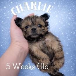 Charlie - Gold male Shih Tzu puppy in Hayden, Idaho from Phoenix Shih Tzu