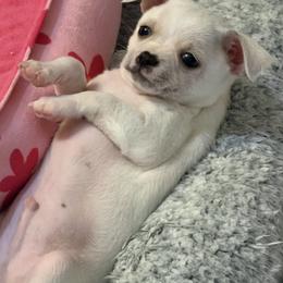 Billy - Cream and white male Chihuahua puppy in Amity, Pennsylvania from Rhoda and Verna