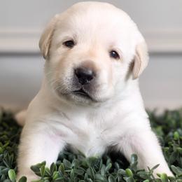 Dante - Yellow male Labrador Retriever puppy in Pittsburgh, Pennsylvania from Kingridge Kennels