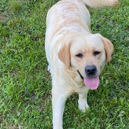 Sadie - Labrador Retriever