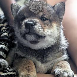 Oshan - Sesame male Shiba Inu puppy in California from WOLFOX shiba inu
