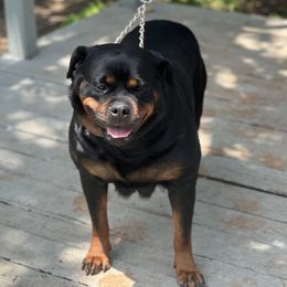Tomka - Rottweiler