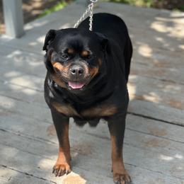 Tomka - Rottweiler