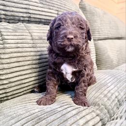 Girl 4 - female Newfypoo puppy in Bloomfield, Iowa from Schooley Doodles