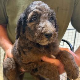 Titana - Parti female Poodle puppy in St. Johnsbury, Vermont from Poodles of the Northern Woods