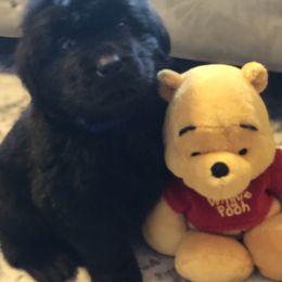 Newfoundland Puppies from Bookcliff Newfies