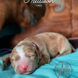 Bordoodle and Labradoodle Puppies from Howdy Doodles