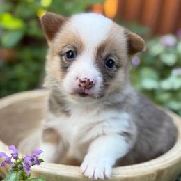 JarJar Binks - Red male Pembroke Welsh Corgi puppy in Olathe, Colorado from Rocking LJ Breeding