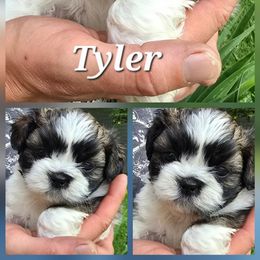 Tyler - Tricolor male Shih Tzu puppy in Ellettsville, Indiana from Cutie Pie Shih Tzus