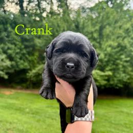 Crank - Black male Labrador Retriever puppy in Lenoir, North Carolina from Wooten Retrievers