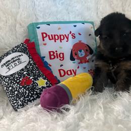 Green collar - Black and red male German Shepherd puppy in London, Ohio from Rose Trail Siberian’s