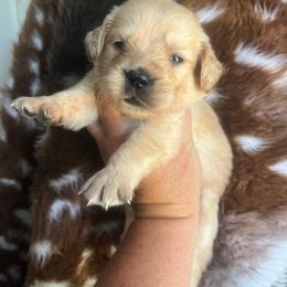 Purple collar - Golden female Golden Retriever puppy in Jesup, Georgia from Painted Platinum Retrievers (Painted Platinum Kennel) PPK