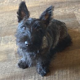 Scottish Terrier Puppies from Starlight Scotties