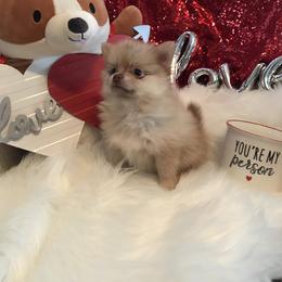 Pomeranian Puppies from Regal Poms