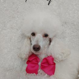 Pinky - Poodle