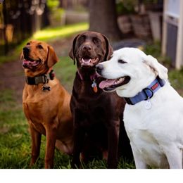 Double Doodle and Labrador Retriever All Grown Up from McCreary Highlander Labradors