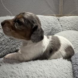 Phoebe - Dapple female Dachshund puppy in Copperas Cove, Texas from Creme de la Creme Dachshunds