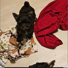 Romeo has been sold - Liver male Yorkshire Terrier puppy in Dayton, Ohio from Precious Yorkie Babies