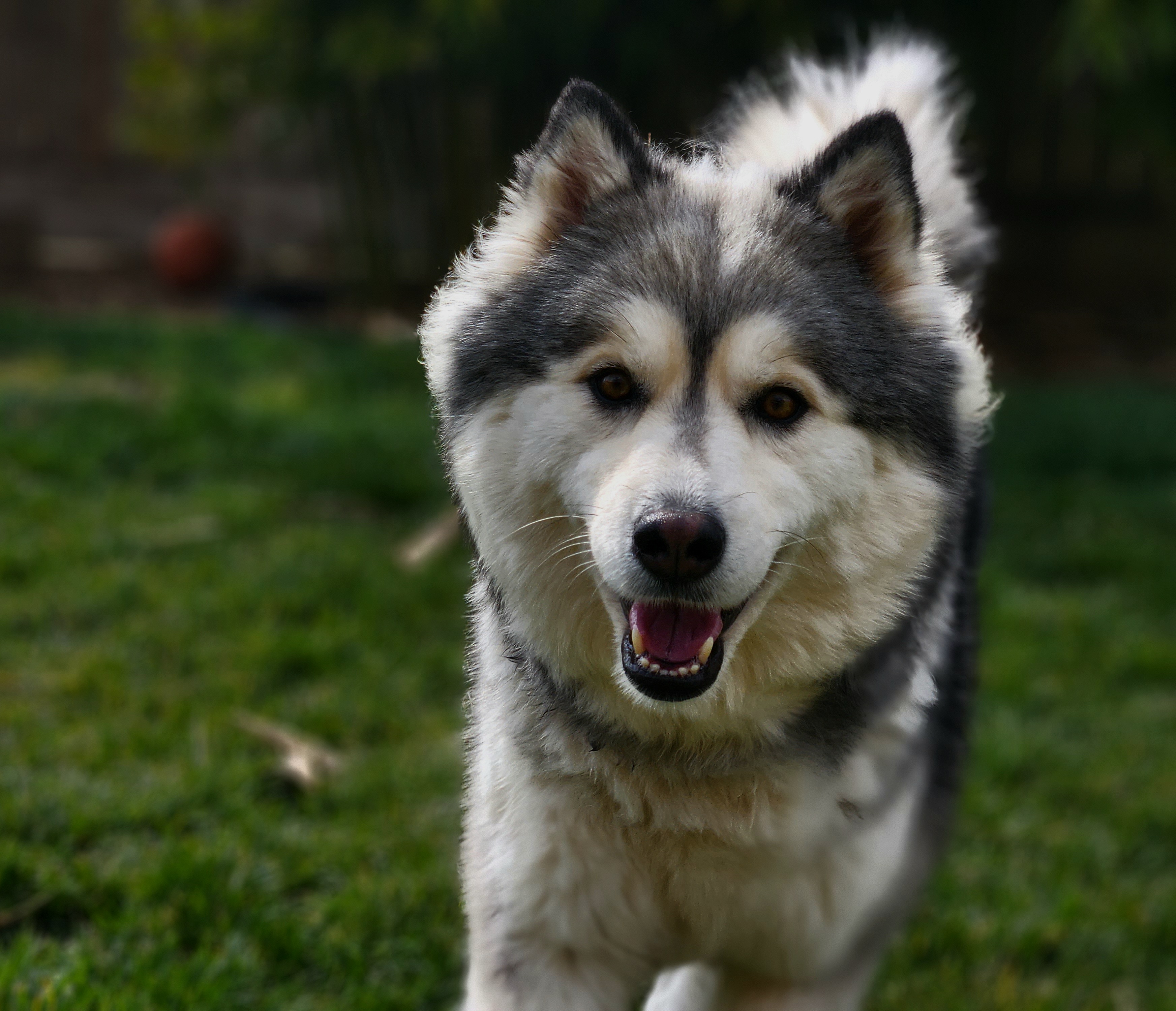 Harleen - Siberian Husky