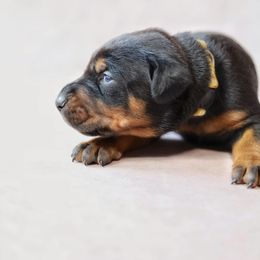 Doberman Pinscher Puppies from Bigfoot Valley Dobermans