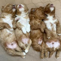 Aussiedoodle and Goldendoodle Puppies from Dandy Doodle Ranch