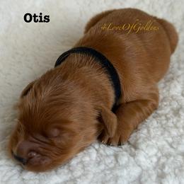 Otis - Dark golden male Golden Retriever puppy in La Verne, California from 4LoveofGoldens