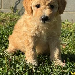 Arlo - Apricot male Goldendoodle puppy in Lancaster, Kentucky from Dream Paws Puppies, LLC