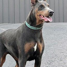 Piper - Doberman Pinscher