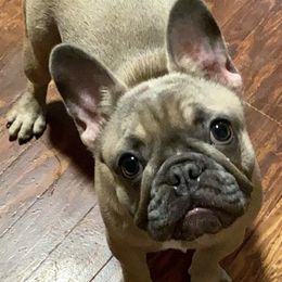 French Bulldogs and Yorkshire Terriers from Roxy & Co.