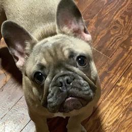 French Bulldogs and Yorkshire Terriers from Roxy & Co.