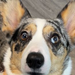 American Corgis and Pembroke Welsh Corgis from Blue Creek Corgis