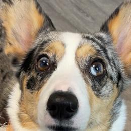 American Corgis and Pembroke Welsh Corgis from Blue Creek Corgis