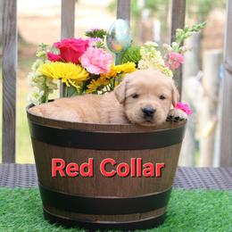 Red collar - Golden male Golden Retriever puppy in Cartersville, Georgia from Lakeside Golden Retrievers