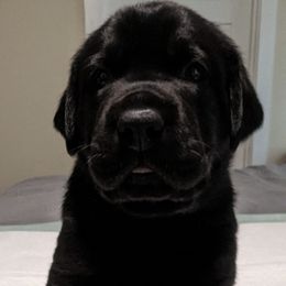 Labrador Retrievers from Shely's Labrador Retrievers