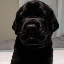 Labrador Retrievers from Shely's Labrador Retrievers