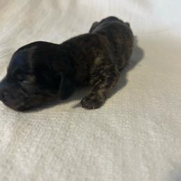 Marino - Brindle male Dachshund puppy in Sebring, Florida from Mini Weenies