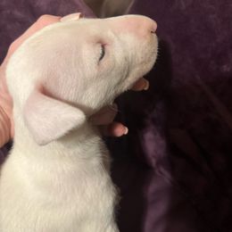 ATLAS - White Bull Terrier puppy in Jasper, Indiana from Beautiful Bullies