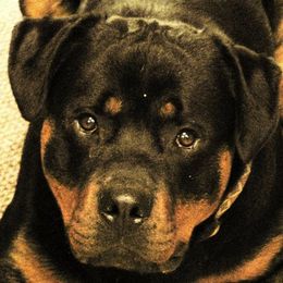 Rottweilers from Windrock Rottweiler