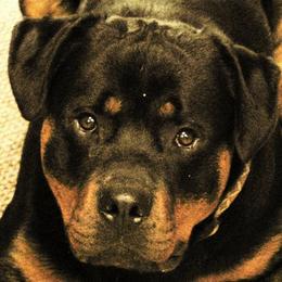 Rottweilers from Windrock Rottweiler