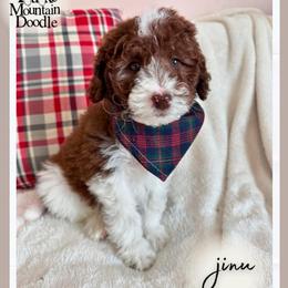 Jinu - Chocolate male Double Doodle puppy in Eagle Mountain, Utah from Lake Mountain Doodle