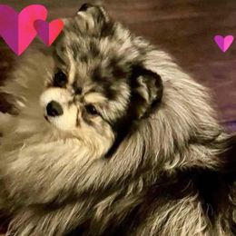 Pomeranians from Elizabeth Howell