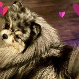 Pomeranians from Elizabeth Howell