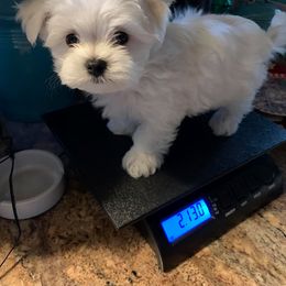 "Litter Pup" Maltese Puppies from Franny's Maltese Puppies