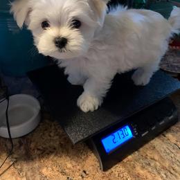"Litter Pup" Maltese Puppies from Franny's Maltese Puppies