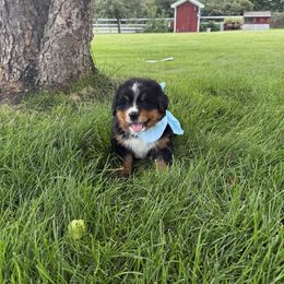 Baby Blue Boy - Black rust and white male Bernese Mountain Dog puppy in Bloomfield, Nebraska from Puppies on the Prairie